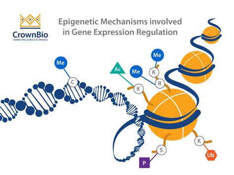 Epigenetic Inhibitors Strategies To Enhance Patient Response To