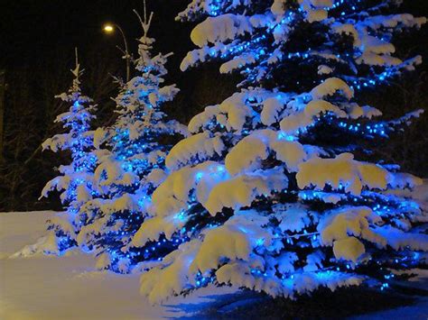 Snow Trees And Blue On Pinterest