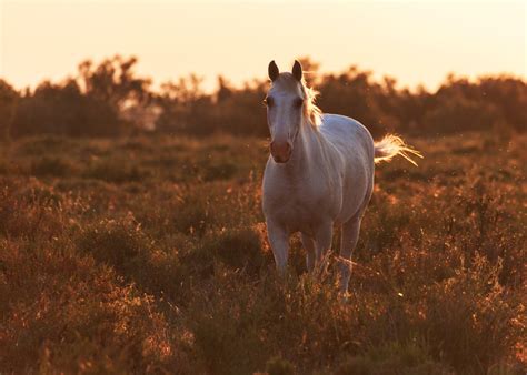 Morning Field Horse Sunrise Dawn Wallpapers Hd Desktop And Mobile