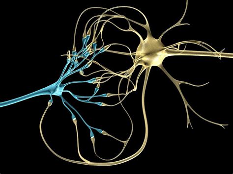 Nerve Cells Computer Artwork Photograph By Laguna Design Fine Art
