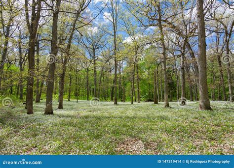 Open Field In The Woods Stock Photo Image Of Grass 147319414