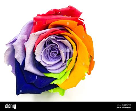Macro Of Rainbow Rose Flower And Multi Color Petals On A White