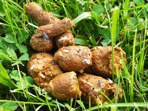 What Does Puppy Poop Look Like