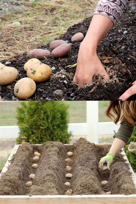 How To Grow Potatoes 5 Steps To A Big Harvest A Piece Of Rainbow