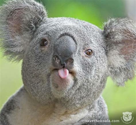 ️😊😁 Funny Koala Koala Bear Koala