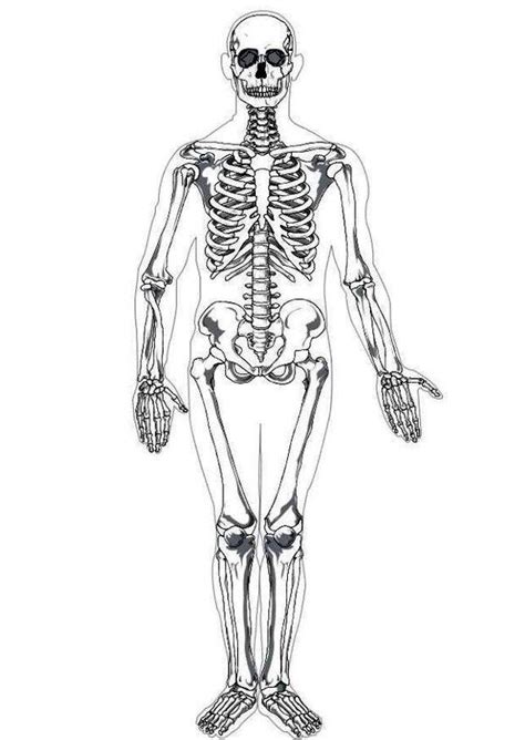 11 Human Skeleton Bones Worksheet