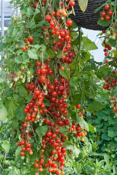 How To Grow Tomatoes In A Hanging Basket Home Garden
