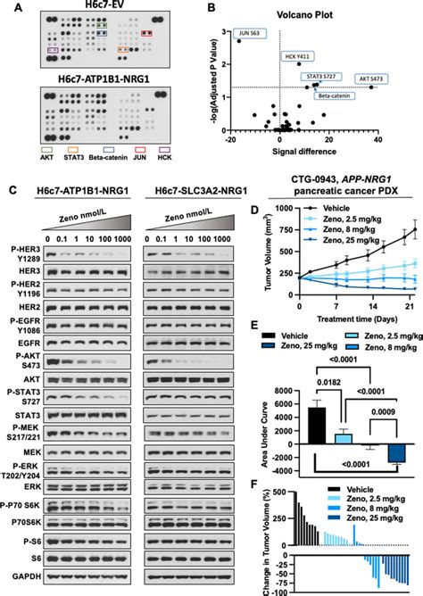 Zeno Is Effective In Preclinical Pancreatic Cancer Models Nrg Fusion