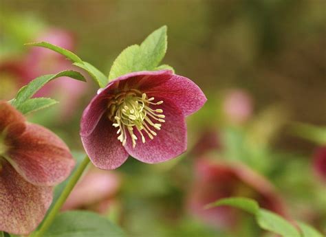 Hellebore Care How To Grow Hellebores Flowers Perennials Shade