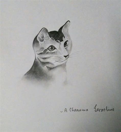 Cute Cat Art Pencil Shading Drawings