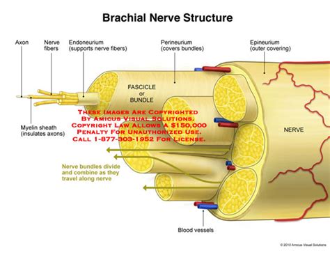 Amicus Illustration Of Amicusanatomybrachialnervestructureaxon