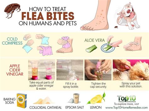 How To Get Rid Of Fleas In The House Fast With Baking Soda