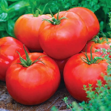 Beefsteak Tomato Organic Davenport Garden Centre