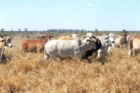 Those cattle then interbred with wild cattle, or aurochs, which were native to the region, and changed their genetic makeup enough to confuse geneticists. File:CSIRO ScienceImage 11129 Brahman cattle.jpg - Wikimedia Commons