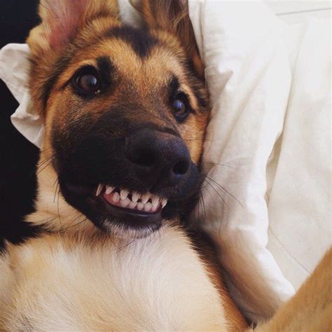 German Shepherd Smiling