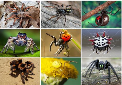 Types Of Spiders Wildlife