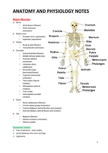Human anatomy human anatomy and physiology bone. AS OCR PE - Anatomy and Physiology Notes - Document in A ...