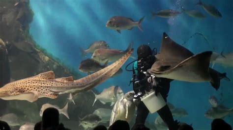 Ray Feeding In Melbourne Aquarium Annoyed By Sea Turtles Youtube