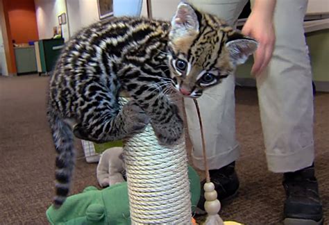 Watch A 9 Week Old Ocelot Play Like A Kitten Incredible