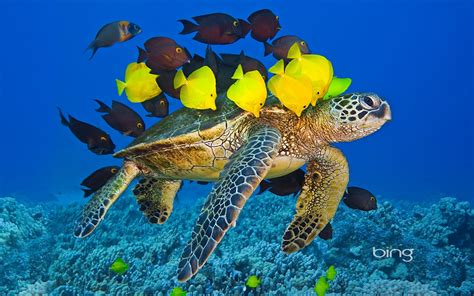 Sea Turtle With The Fishes Wallpapers And Images