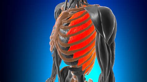 What Is An Intercostal Muscle Strain Personal Injury Sands Llp