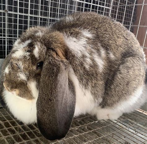 French Lop Rabbits For Sale Sonora Ca 309613 Petzlover