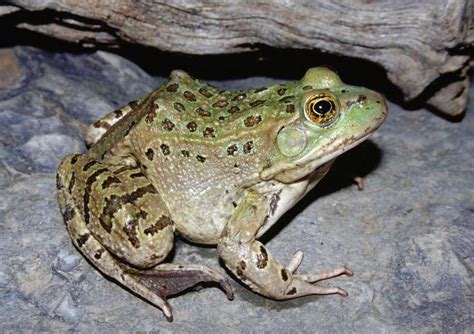 These 10 Amphibians Have Gone Extinct Or Are In Serious Danger Frog
