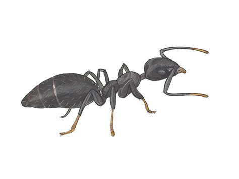 White Footed Ant Pest Identification Cloud Termite And Pest Control