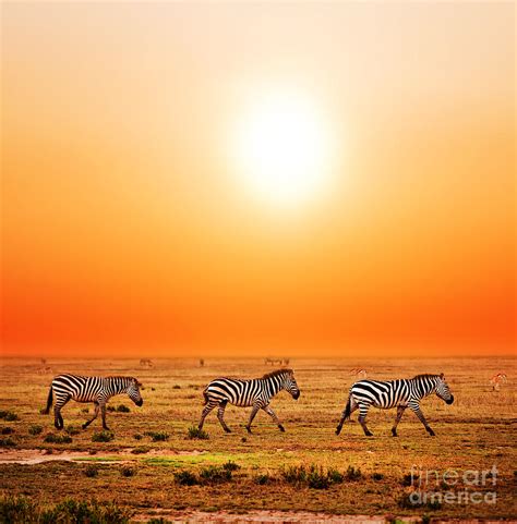 zebras herd on african savanna at sunset photograph by michal bednarek