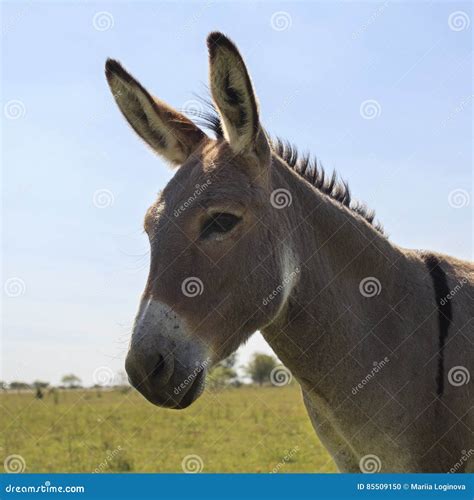 Portrait Of Cute Gray Donkey Stock Photo Image Of Meadow Animal