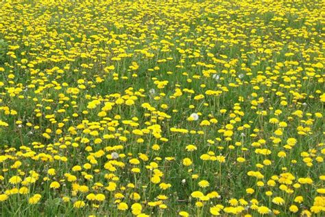 What Are The Little Yellow Flowers In My Lawn Bindu Bhatia Astrology