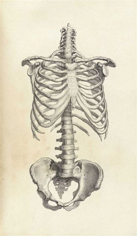 Framed Print Vintage Human Spine And Ribcage Picture Skeleton