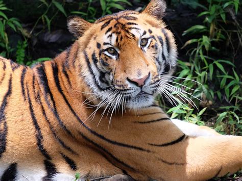 Native Animals Of Indonesia Taman Safari Bali