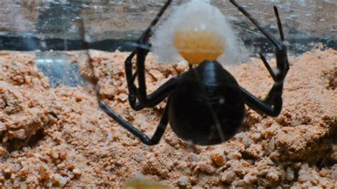 Black Widow Laying Eggs And Spinning An Egg Sac Sped Up Youtube