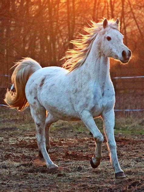 White Arabian Horse Horses Stallions Hd Phone Wallpaper Pxfuel