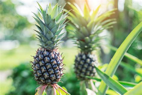 Ananaspflanze Pflegen 5 Tipps Zu Standort Gießen And Co