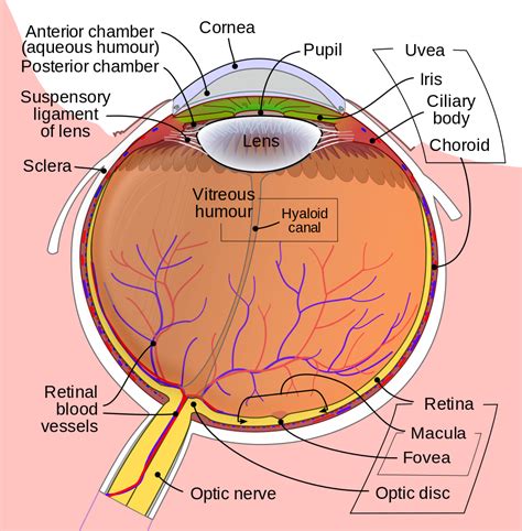 Retinal Scan Of Human Eye Industry Tap