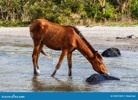 Horse Drinking At Lake Stock Image Image Of Ometepe 39291829