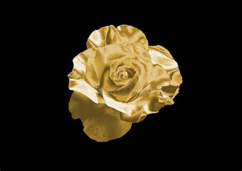 Gold Rose Stock Photo Image Of Roses Background Jewelry 96026116
