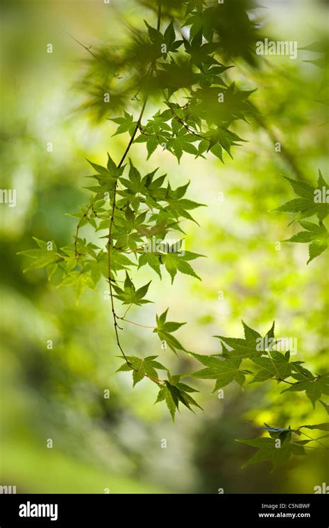Spring Coloured Fresh Green Leaves Of Acer Palmatum Japanese Maple