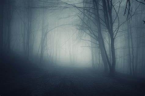 Scary Haunted Forest With Blue Fog High Quality Nature Stock Photos