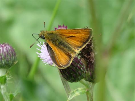 Bugblog Small Skippers