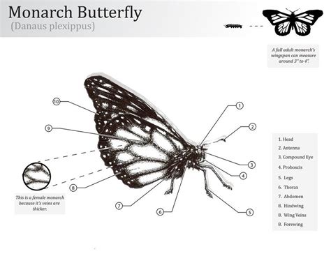 Anatomy Of A Monarch Butterfly
