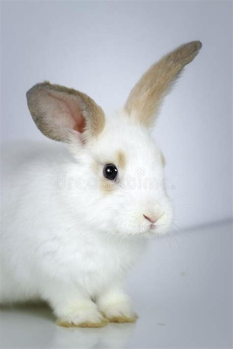 A Cute White Rabbit With Long Brown Ears Standing On Hind Legs On White