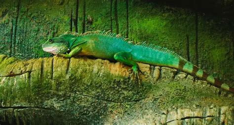 Chinese Water Dragon Care Guide Habitat Enclosure And Diet Everything