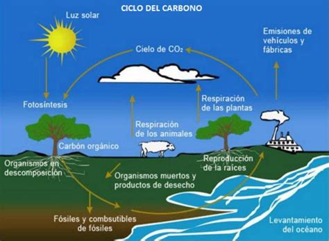 Ciclo Del Carbono Concepto Proceso E Importancia Images