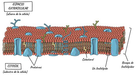 A Fluidez Da Membrana Celular