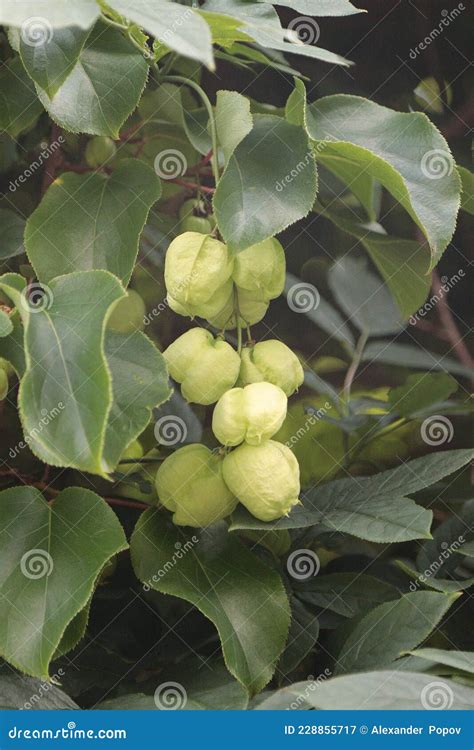 Fruit Tree Staphylea Pinnata Stock Image Image Of Grow Gardening