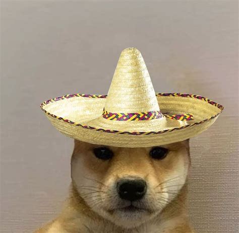 Pin De Adina En Dog Hat Icon Meme Pfp Perros Com Cachorros Fotos De