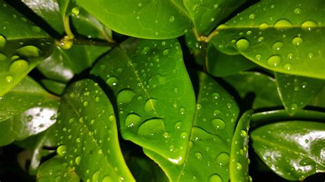 Free Images Nature Dew Night Leaf Flower Wet Foliage Green